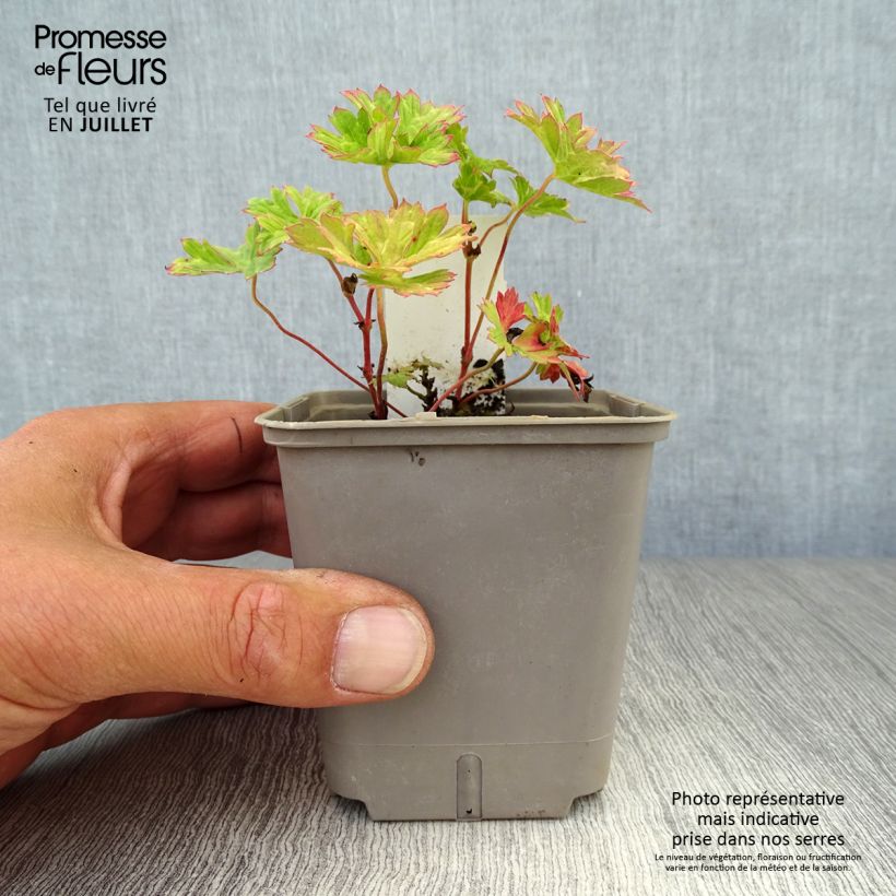 Exemplaar van Geranium wallichianum Lilac Ice - Ooievaarsbek Kweekpotje van 8/9 cm zoals geleverd in de zomer
