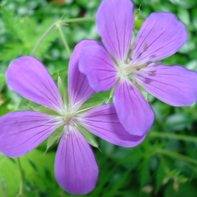 Geranium collinum Nimbus - Ooievaarsbek (Bloei)