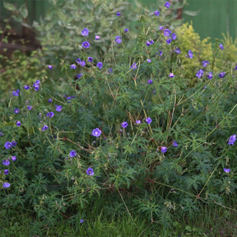 Geranium collinum Nimbus - Ooievaarsbek (Groeiplaats)
