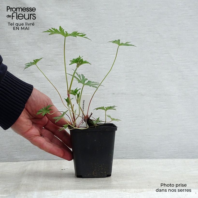 Exemplaar van Geranium Orion - Ooievaarsbek Kweekpotje van 8/9 cm zoals geleverd in de lente