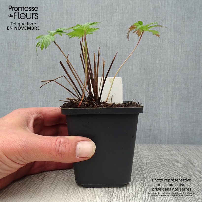 Exemplaar van Geranium Orion - Ooievaarsbek Kweekpotje van 8/9 cm zoals geleverd in de herfst