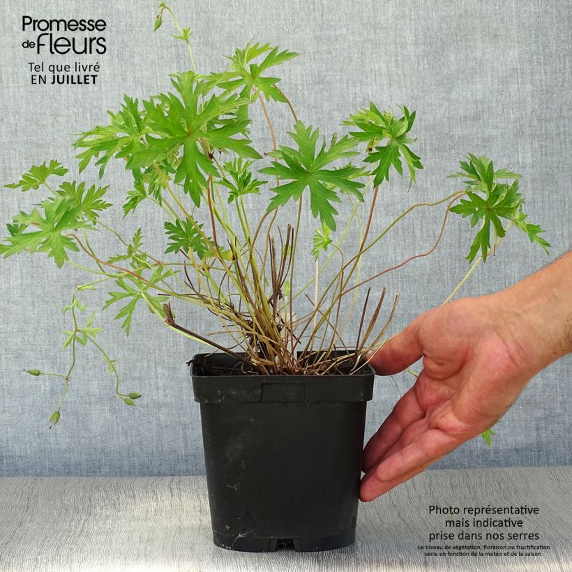 Exemplaar van Geranium Orion - Ooievaarsbek Pot van 2 l/3 l zoals geleverd in de zomer