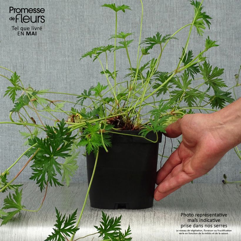 Exemplaar van Geranium Orion - Ooievaarsbek Pot van 2 l/3 l zoals geleverd in de lente