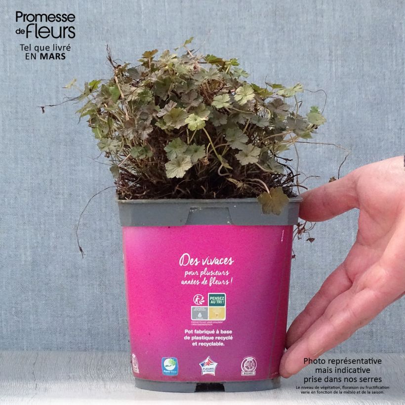 Exemplaar van Geranium oxonianum Orkney Cherry - Ooievaarsbek Pot van 1,5 l/2 l zoals geleverd in de lente