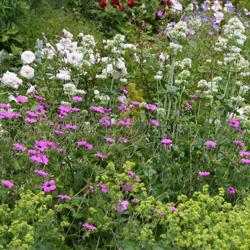 Geranium Patricia - ooievaarsbek (Groeiplaats)