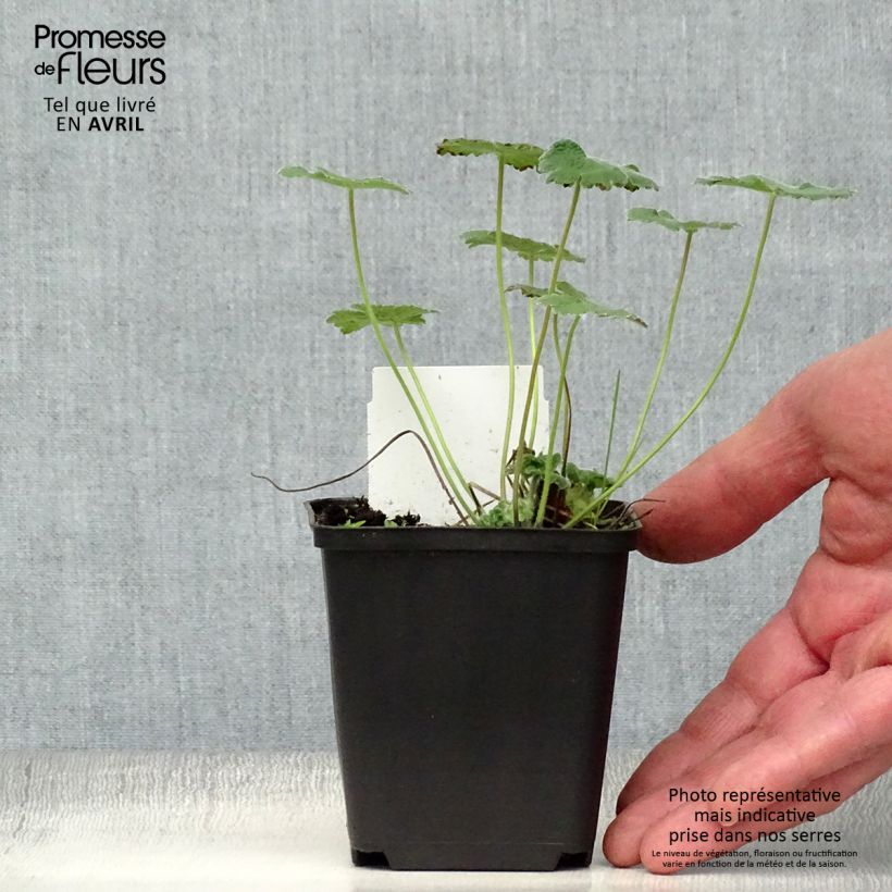 Exemplaar van Geranium renardii Philippe Vapelle - Kaukasische ooievaarsbek Kweekpotje van 8/9 cm zoals geleverd in de lente