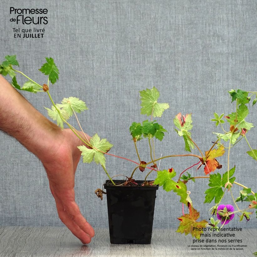 Exemplaar van Geranium Pink Penny - Ooievaarsbek Kweekpotje van 8/9 cm zoals geleverd in de zomer