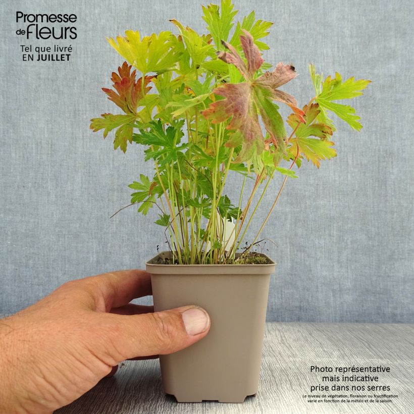 Exemplaar van Geranium sylvaticum Prelude - Bosooievaarsbek Kweekpotje van 8/9 cm zoals geleverd in de zomer