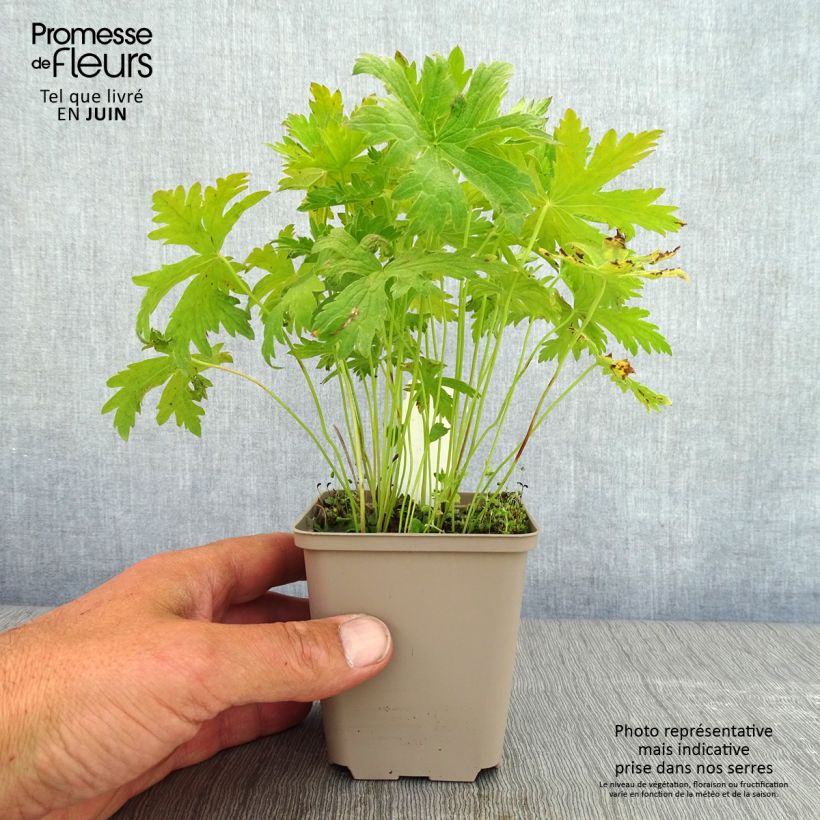 Exemplaar van Geranium sylvaticum Prelude - Bosooievaarsbek Kweekpotje van 8/9 cm zoals geleverd in de lente