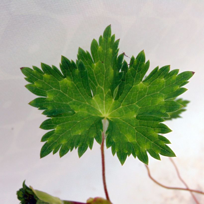Geranium wallichianum Rise and Shine - Ooievaarsbek (Blad)