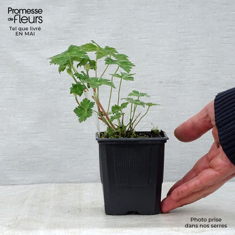 Exemplaar van Geranium wallichianum Rise and Shine - Ooievaarsbek Kweekpotje van 8/9 cm zoals geleverd in de lente