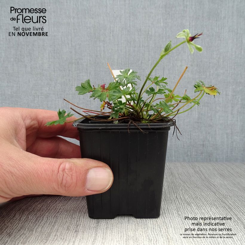 Exemplaar van Geranium cinereum Rothbury Gem - Ooievaarsbek Kweekpotje van 8/9 cm zoals geleverd in de herfst