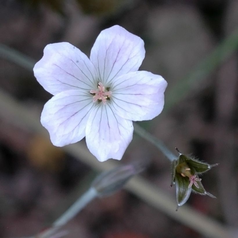 Geranium Rothbury Red - Ooievaarsbek (Bloei)
