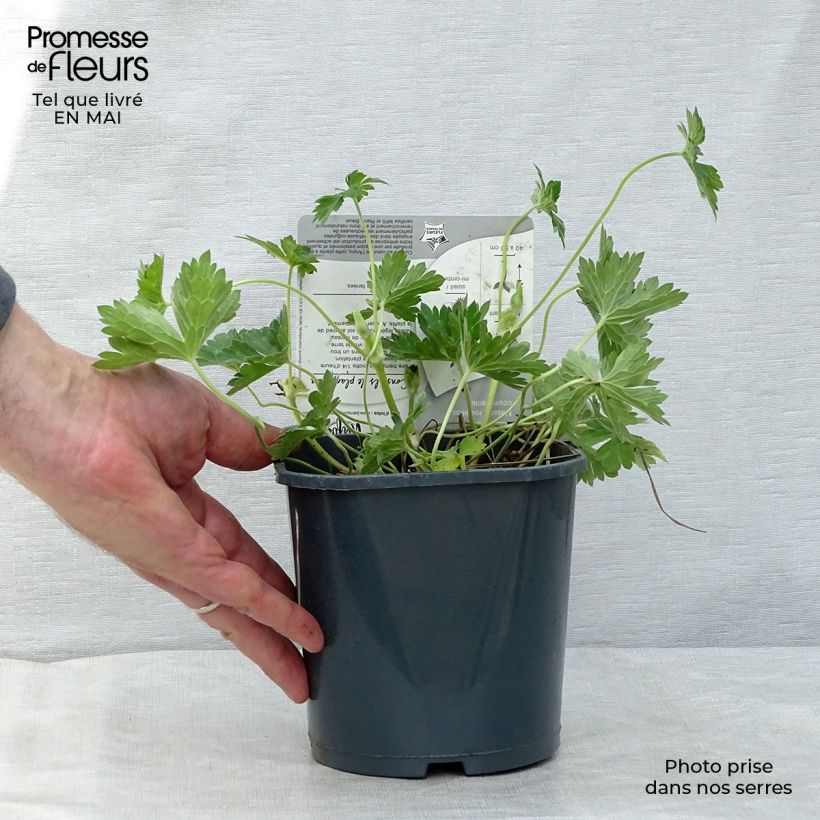 Exemplaar van Geranium Rozanne - Ooievaarsbek Pot van 2 l/3 l zoals geleverd in de lente