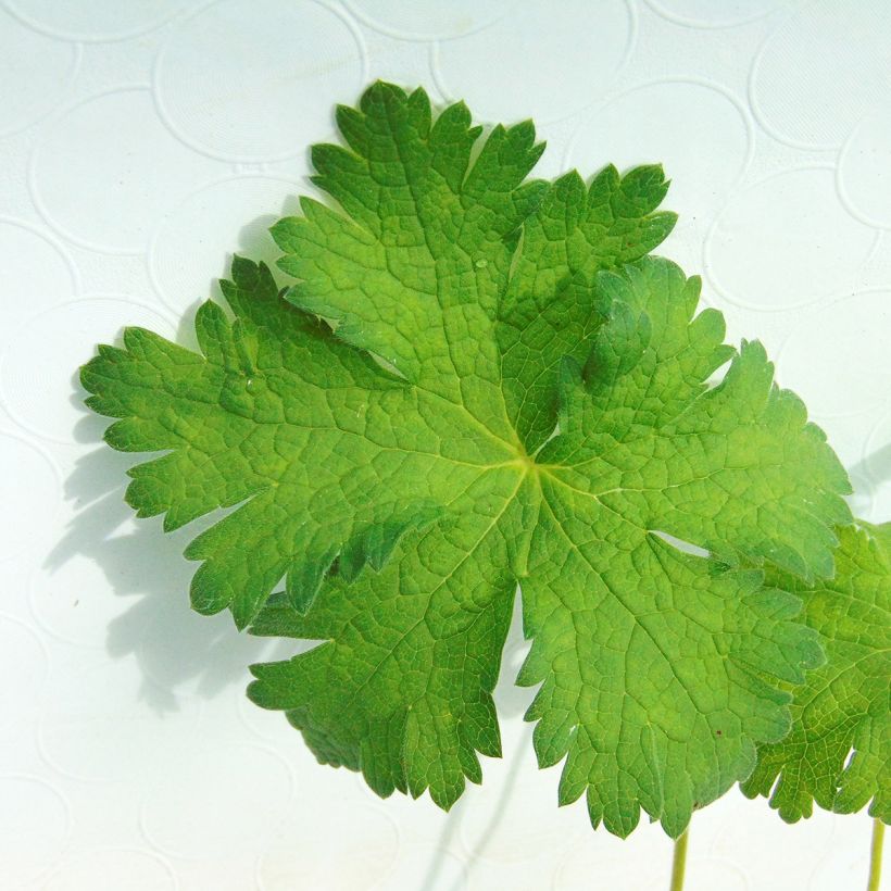 Geranium Sabani Blue - Ooievaarsbek (Blad)