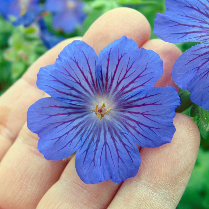 Geranium Sabani Blue - Ooievaarsbek (Bloei)