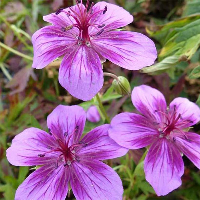 Geranium soboliferum Starman - Ooievaarsbek (Bloei)