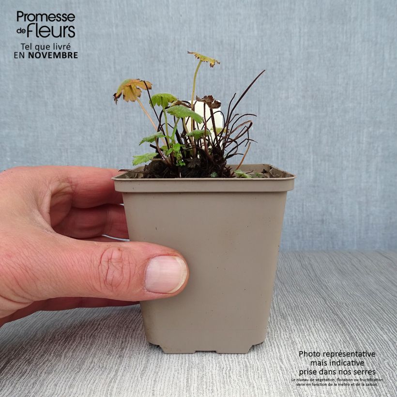 Exemplaar van Geranium Sue Crûg - Ooievaarsbek Kweekpotje van 8/9 cm zoals geleverd in de herfst