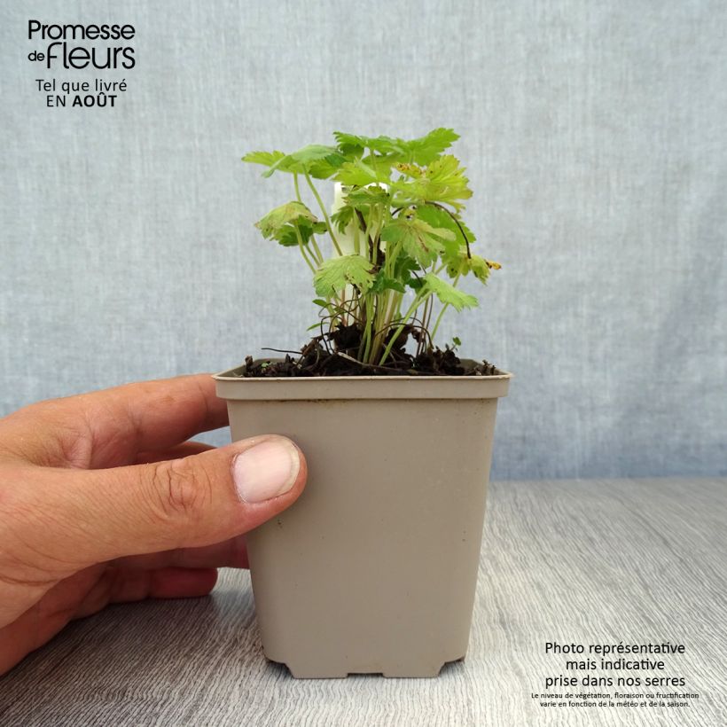Exemplaar van Geranium Sue Crûg - Ooievaarsbek Kweekpotje van 8/9 cm zoals geleverd in de zomer