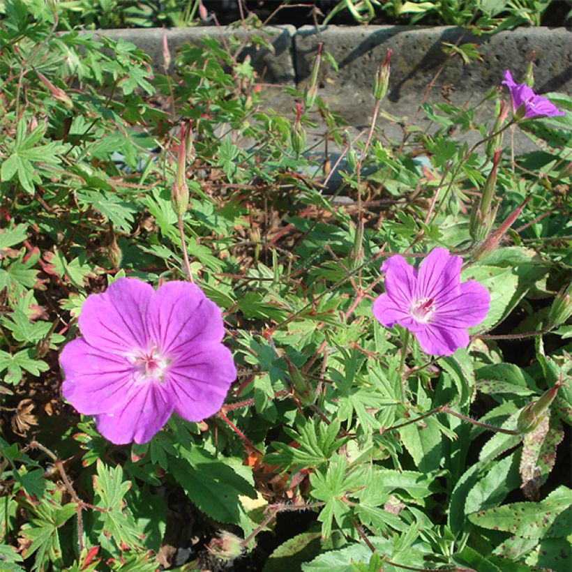 Geranium Tiny Monster (Bloei)