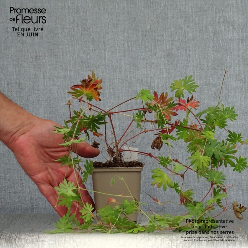 Exemplaar van Geranium Tiny Monster Kweekpotje van 8/9 cm zoals geleverd in de zomer