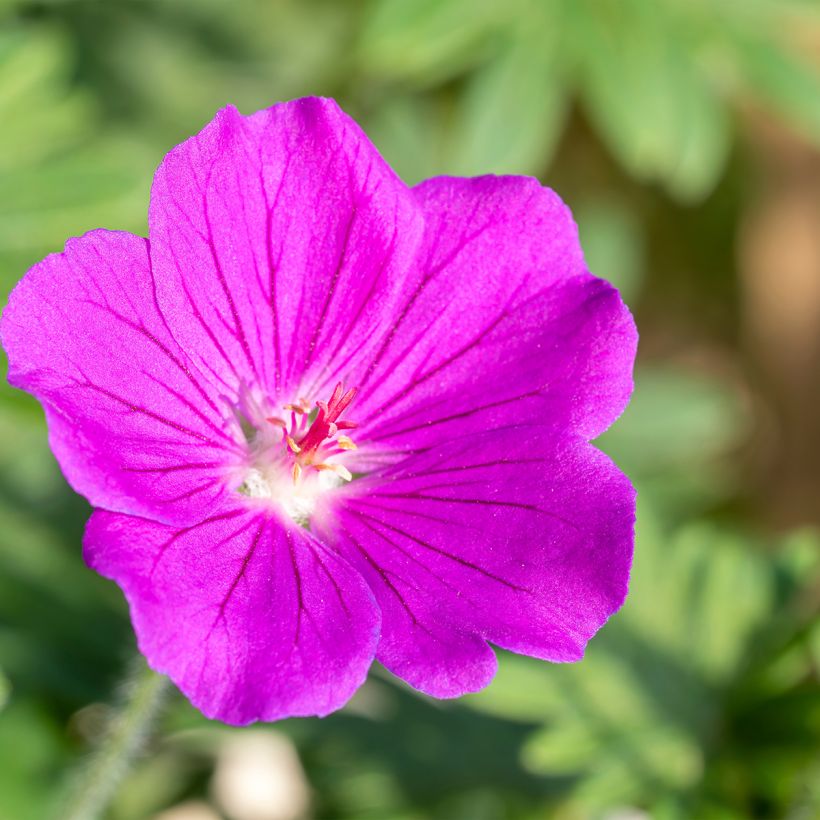 Geranium Tiny Monster (Bloei)