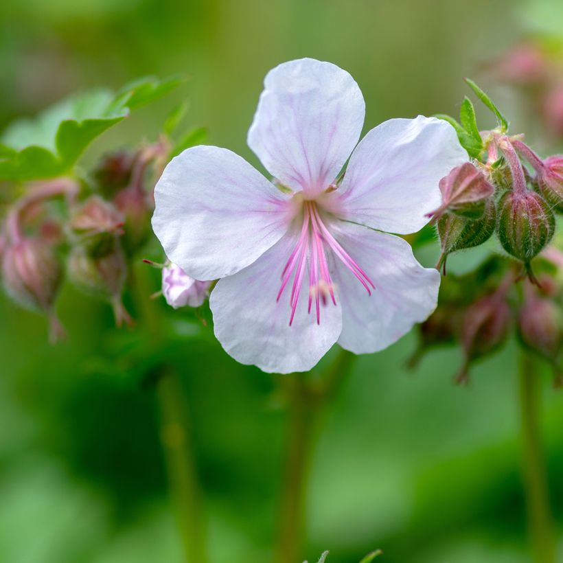 Geranium cantabrigiense Biokovo - Ooievaarsbek (Bloei)