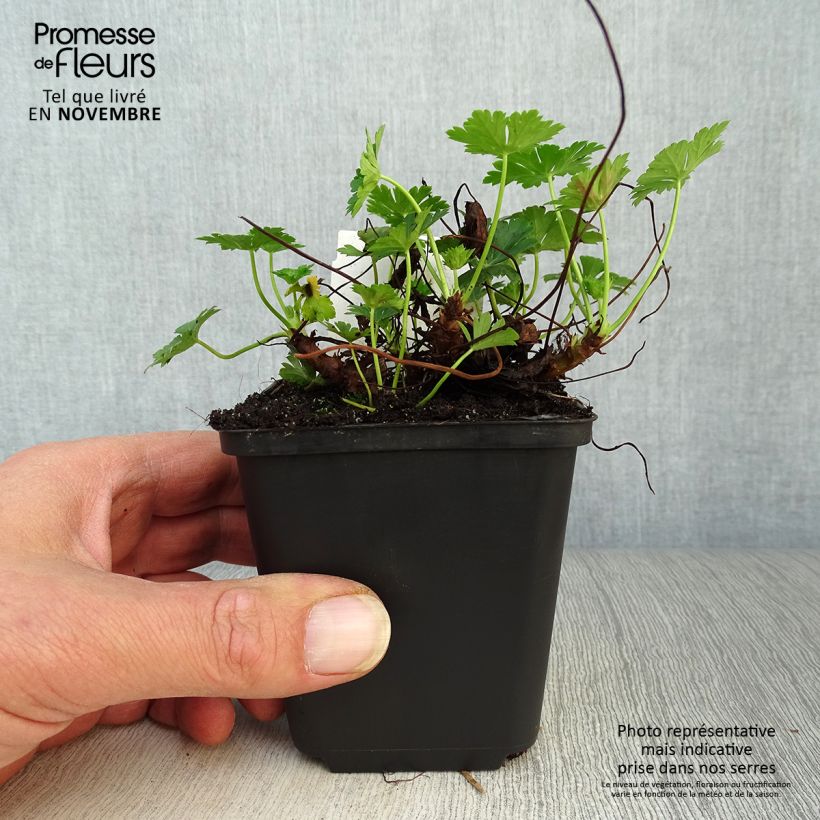 Exemplaar van Geranium cantabrigiense Biokovo - Ooievaarsbek Kweekpotje van 8/9 cm zoals geleverd in de herfst
