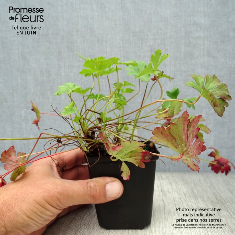 Exemplaar van Geranium cantabrigiense Biokovo - Ooievaarsbek Kweekpotje van 8/9 cm zoals geleverd in de zomer
