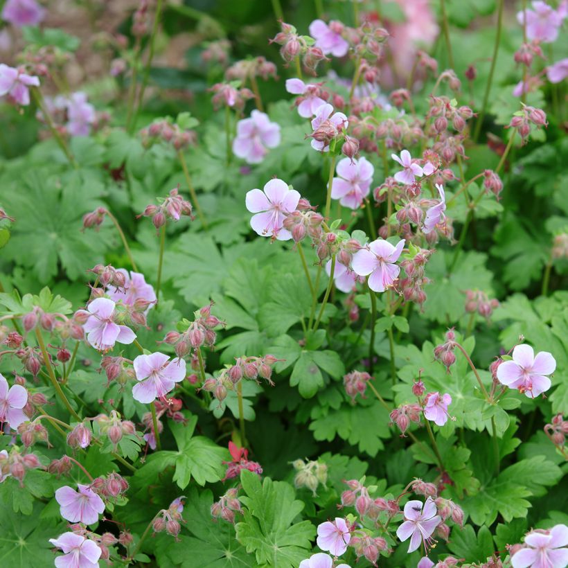 Geranium cantabrigiense Hanne - Ooievaarsbek (Groeiplaats)