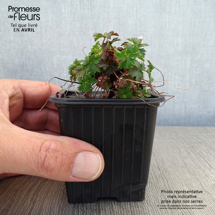 Exemplaar van Geranium cantabrigiense Intense - Ooievaarsbek Intense Kweekpotje van 8/9 cm zoals geleverd in de lente