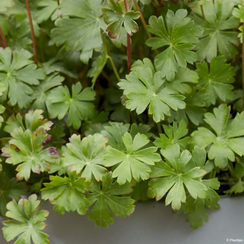 Geranium cantabrigiense Intense - Ooievaarsbek Intense (Blad)