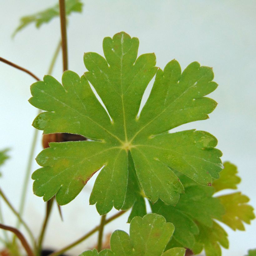 Geranium cantabrigiense Karmina - Ooievaarsbek (Blad)