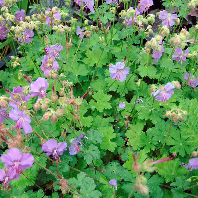 Geranium cantabrigiense Karmina - Ooievaarsbek (Groeiplaats)