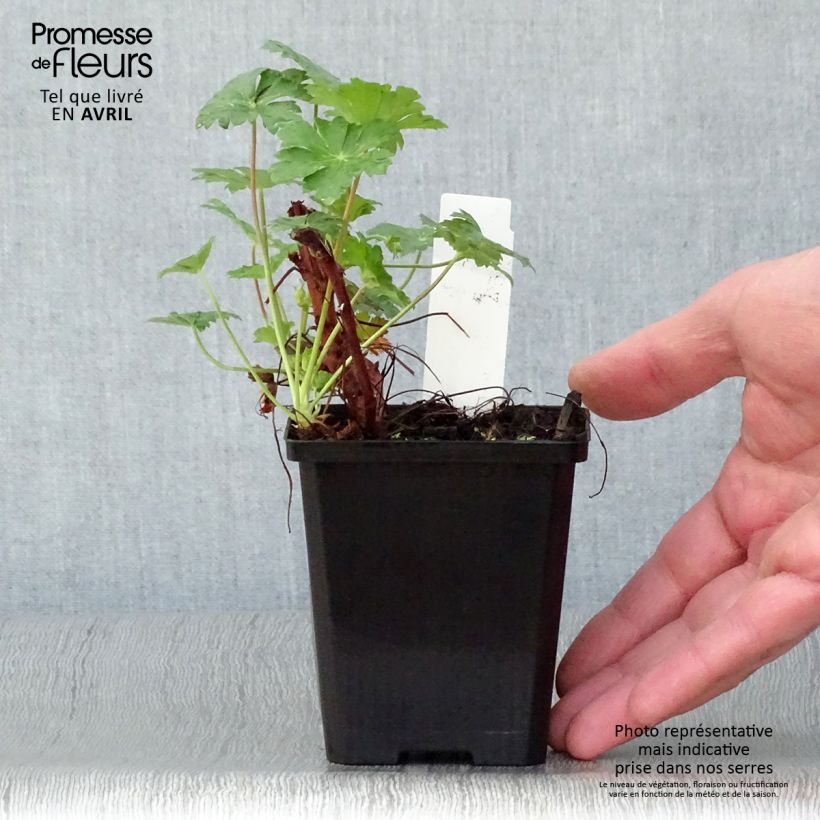 Exemplaar van Geranium cantabrigiense Karmina - Ooievaarsbek Kweekpotje van 8/9 cm zoals geleverd in de lente
