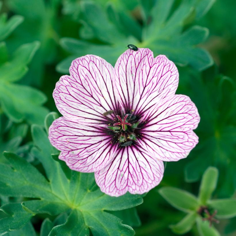 Geranium cinereum Ballerina - Ooievaarsbek (Bloei)