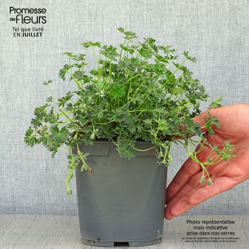 Exemplaar van Geranium cinereum Ballerina - Ooievaarsbek Pot van 2 l/3 l zoals geleverd in de zomer