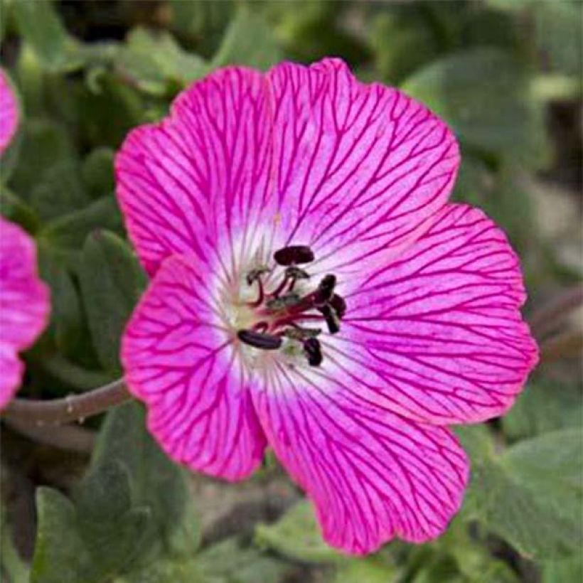 Geranium cinereum Jolly Jewel Hot Pink - Ooievaarsbek (Bloei)