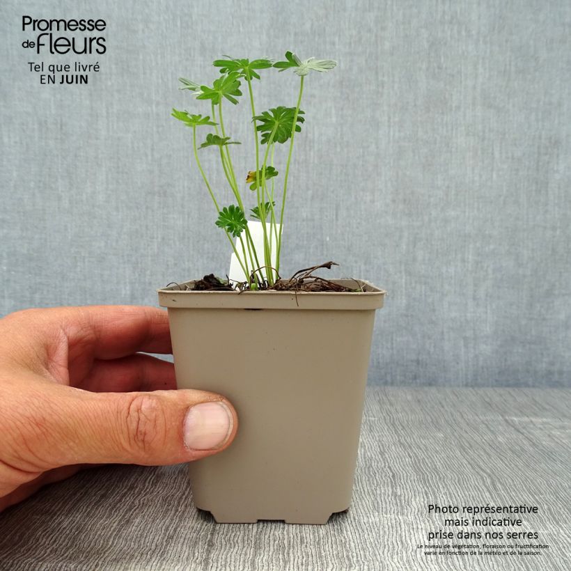 Exemplaar van Geranium cinereum Jolly Jewel Night - Ooievaarsbek Kweekpotje van 8/9 cm zoals geleverd in de zomer