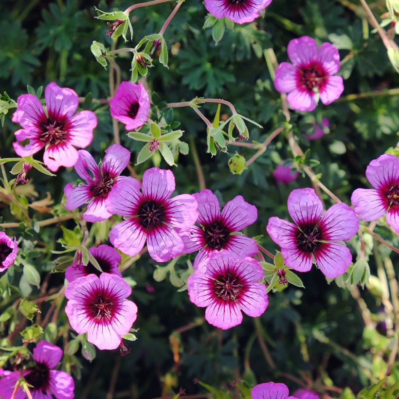 Geranium cinereum Jolly Jewel Night - Ooievaarsbek (Bloei)