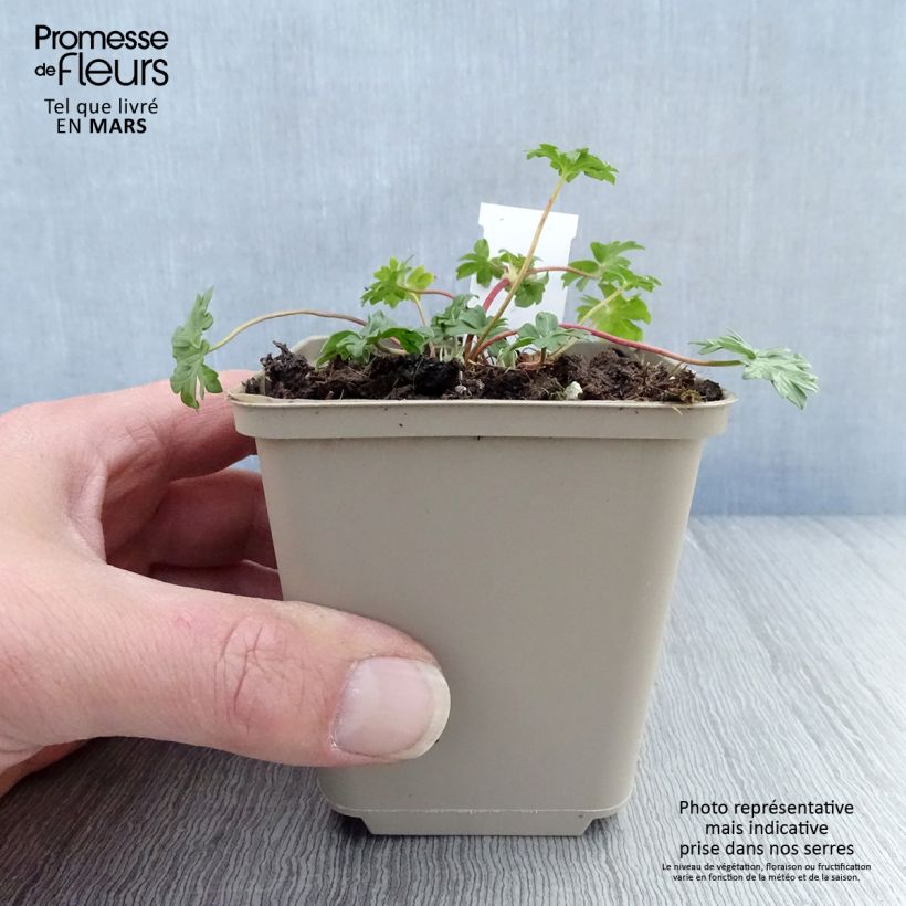 Exemplaar van Geranium cinereum Jolly Jewel Hot Pink - Ooievaarsbek Kweekpotje van 8/9 cm zoals geleverd in de lente