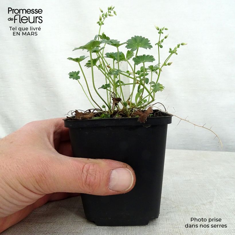 Exemplaar van Geranium cinereum Jolly Jewel Red Improved - Ooievaarsbek Kweekpotje van 8/9 cm zoals geleverd in de lente