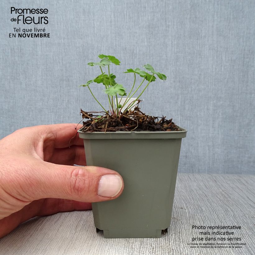 Exemplaar van Geranium cinereum Jolly Jewel Salmon - Ooievaarsbek (zaad) Kweekpotje van 8/9 cm zoals geleverd in de herfst