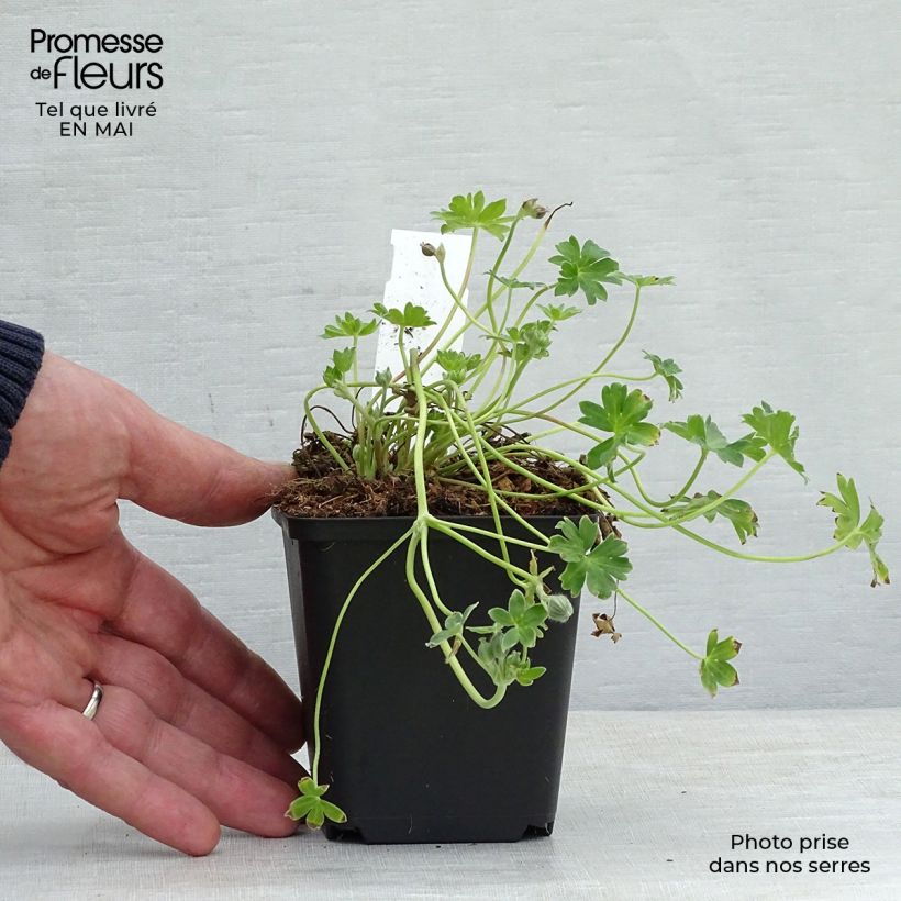 Exemplaar van Geranium cinereum Jolly Jewel Violet - Ooievaarsbek Kweekpotje van 8/9 cm zoals geleverd in de lente