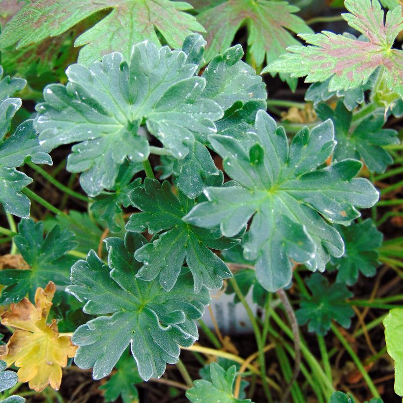 Geranium cinereum Laurence Flatman - Ooievaarsbek (Blad)