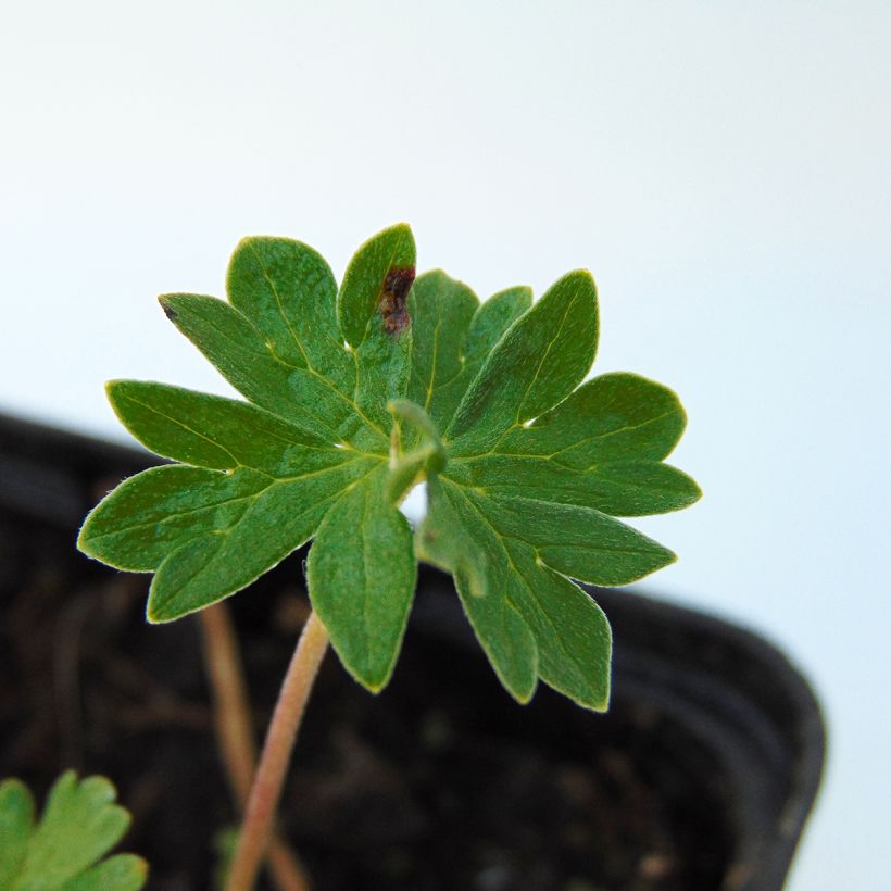 Geranium cinereum subcaulescens - Ooievaarsbek (Blad)
