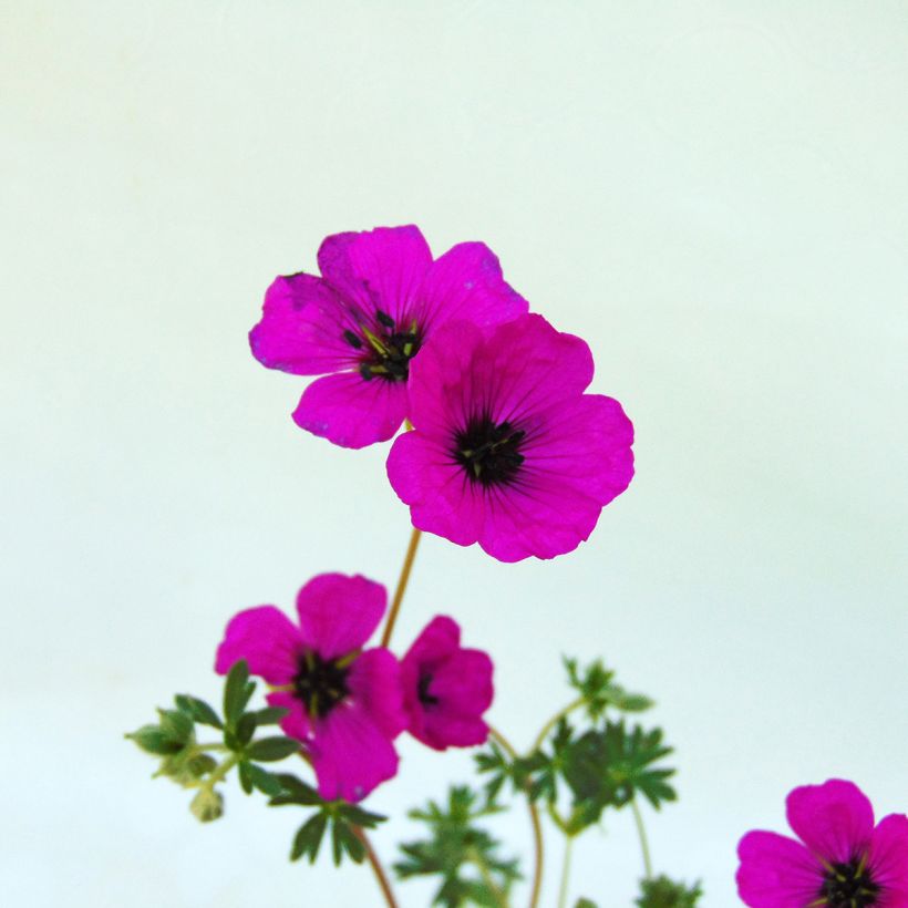 Geranium cinereum subcaulescens - Ooievaarsbek (Bloei)