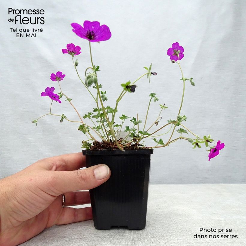 Exemplaar van Geranium cinereum subcaulescens Giuseppii - Ooievaarsbek Kweekpotje van 8/9 cm zoals geleverd in de lente