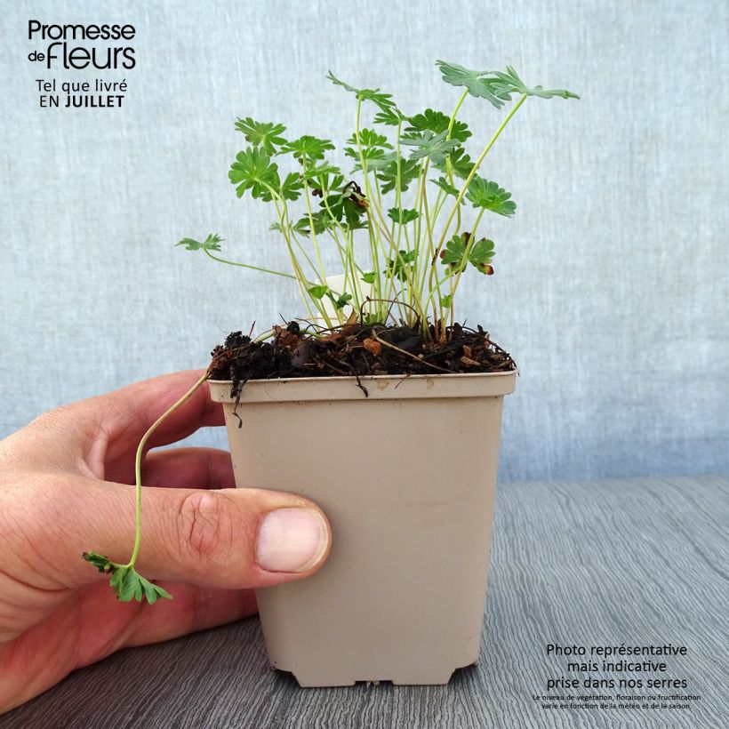 Exemplaar van Geranium cinereum subcaulescens Giuseppii - Ooievaarsbek Kweekpotje van 8/9 cm zoals geleverd in de zomer