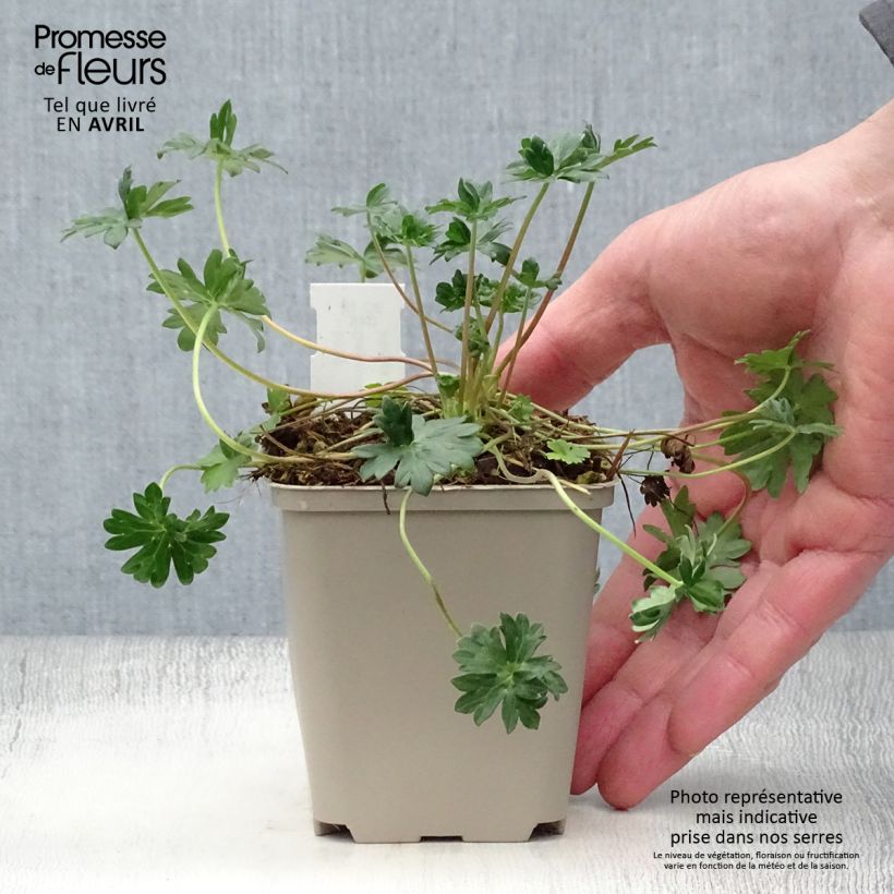 Exemplaar van Geranium cinereum subcaulescens - Ooievaarsbek Kweekpotje van 8/9 cm zoals geleverd in de lente